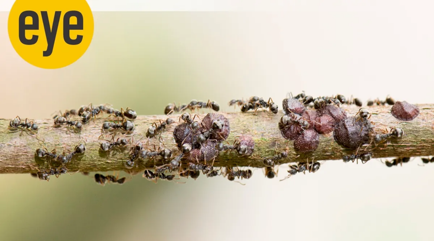 What makes ants the cliffhangers of insect kingdom