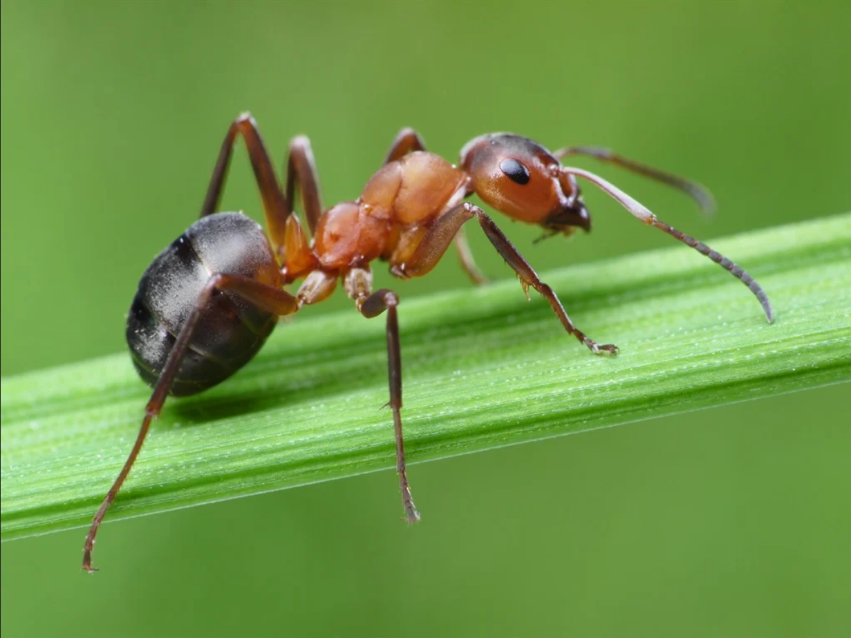 The ants go marching one by one – 20 quadrillion of them