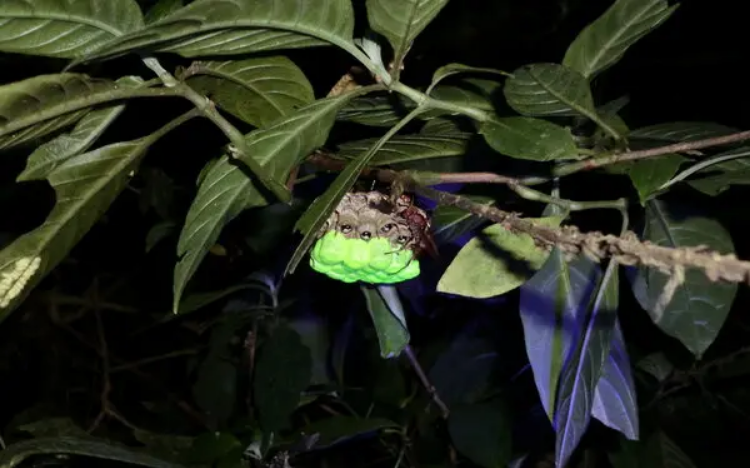 The grooviest cocoons in the insect kingdom