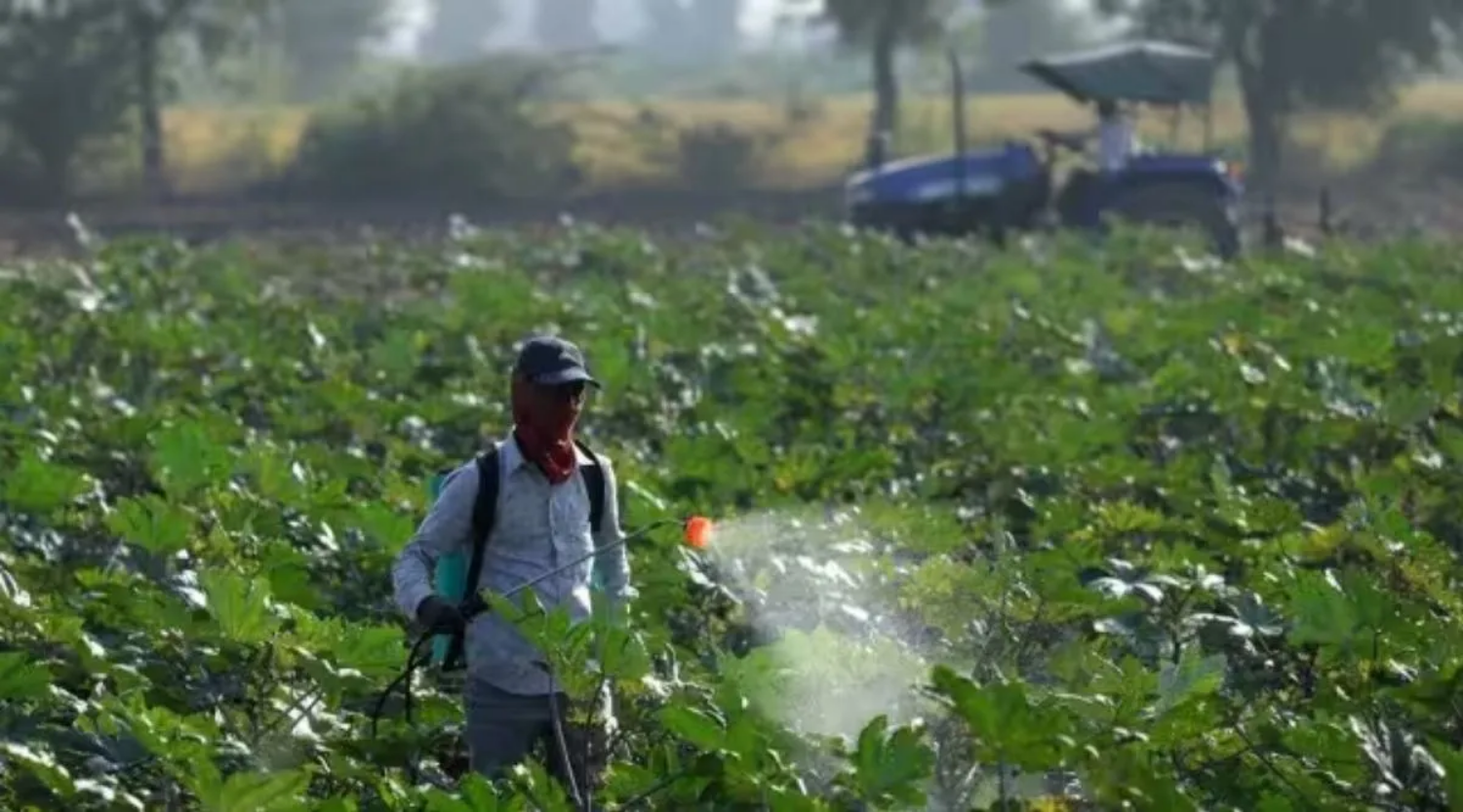 After floods, pest attack: For paddy farmers, struggle far from over