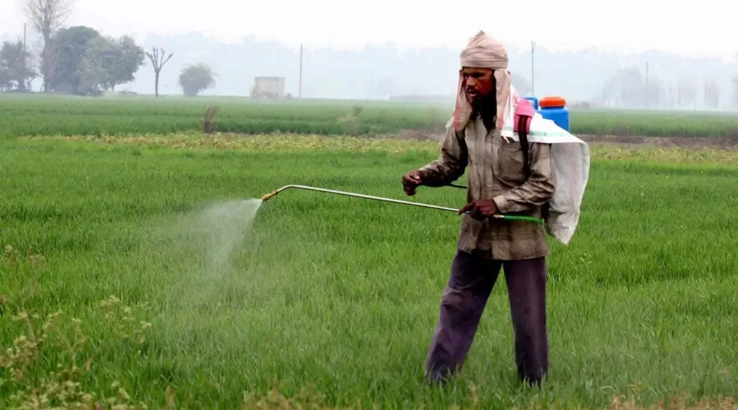 Punjab govt bans 10 insecticides for 60 days: ‘in interest of basmati growers’